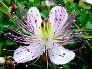 White Purple Omeris Flower Seeds for Planting NON GMO Seeds Dhara Seeds