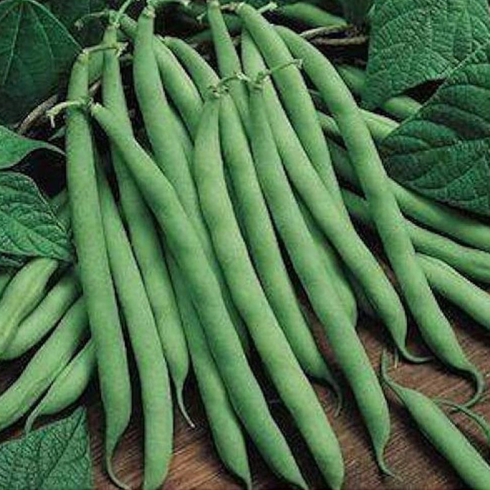 Green Appaloosa Bean Vegetable Seeds for Planting heirloom & Non-GMO Seeds