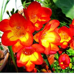 Organic Heirloom Yellow Orange Freesias Flower Seeds – Non-GMO Fragrant Seeds for Planting seeds for planting in home garden