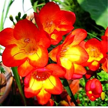 Organic Heirloom Yellow Orange Freesias Flower Seeds – Non-GMO Fragrant Seeds for Planting seeds for planting in home garden