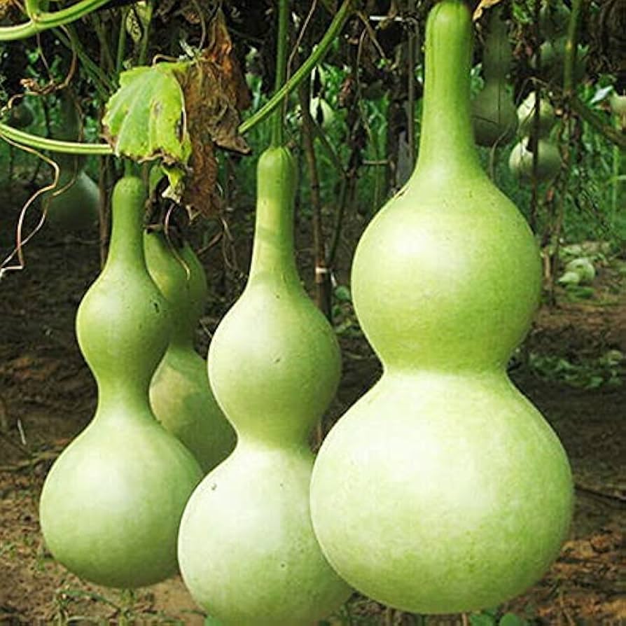 Calabash Long Squash Lagenaria siceraria Seeds for Planting for Vegetable Patch