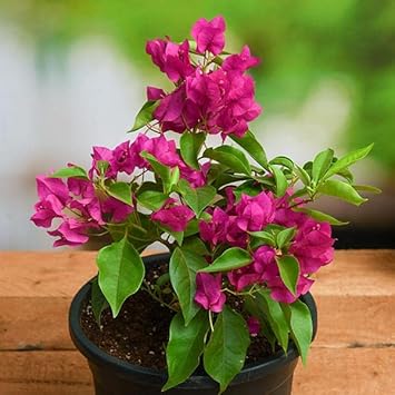 Heirloom Thick Pink Bougainvillea Flower Seeds for Planting – Non-GMO, Vibrant Climbing Blooms