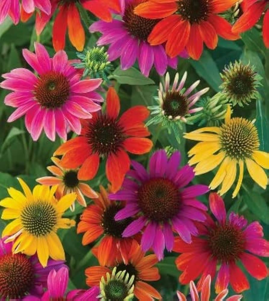 Echinacea 'Hot Papaya' Fire Red Coneflower Seeds