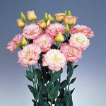 Lisianthus Echo Pink Picotee flower seeds for beautiful blooms