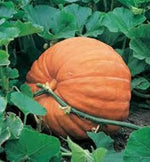 Orange Pumpkin Heirloom Non Gmo Image