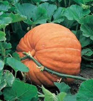 Orange Pumpkin Heirloom Non Gmo Image