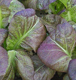 Osaka purple mustard seeds broad-leafed