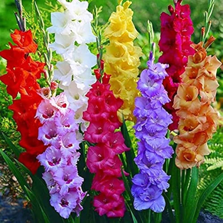 Heirloom Non-GMO Gladiolus Flower Seeds for Planting – White and Pink Blooms for Elegant Cutting Gardens
