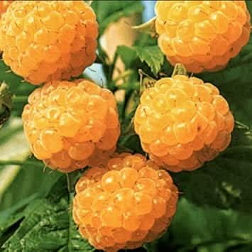 Gold Raspberry Fruit Seeds for Planting - Cultivating Golden, Sweet ...