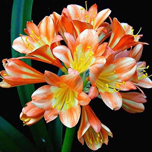 Clivia potted flower seeds for balcony gardening