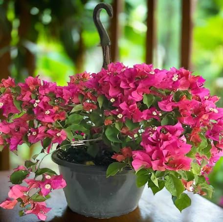 Pink Bougainvillea Flower - Heirloom, Non - Gmo Seeds