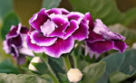 Gloxinia Flower Seeds Pink Purple for Planting - NON GMO Seeds Dhara Seeds