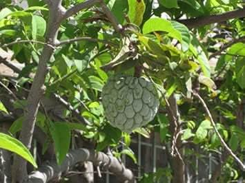 Green Annona Squamosa Fruit Seeds - for Tropical Tree Growth