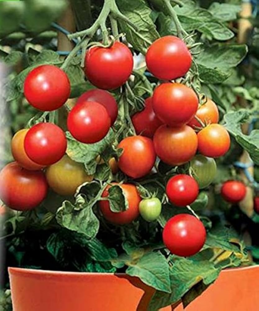 Cherry Tomato Lapochka Solanum lycopersicum vegetable seeds for planting in home garden or container garden