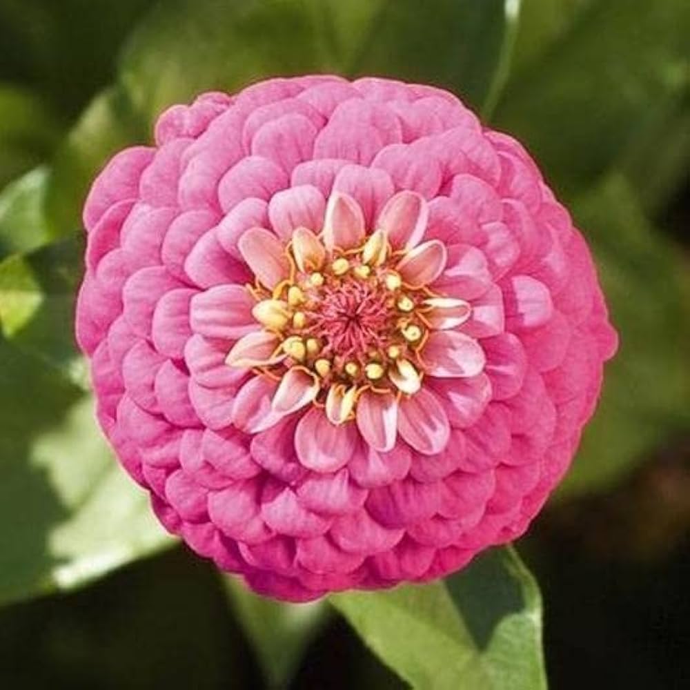 Zinnia Zinnia Elegans Bright Giant Flower Seeds for Planting – Perfect for Large Flower Beds and Seasonal Displays