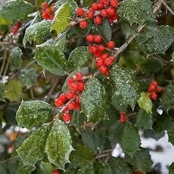 Red Ilex Plant Seeds - A Hardy and Ornamental Shrub for Your Garden
