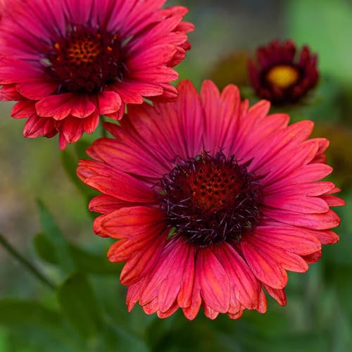 Gaillardia Flower Pink - Heirloom, Non - Gmo Seeds