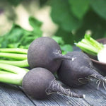 Black Radish (Raphanus sativus) seeds for vegetable garden use