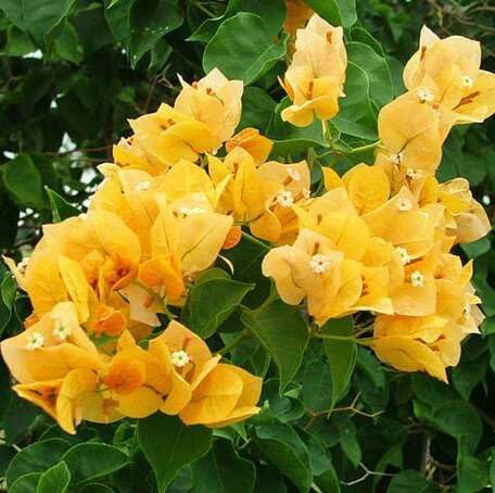 Yellow Bougainvillea Flower - Heirloom, Non - Gmo Seeds