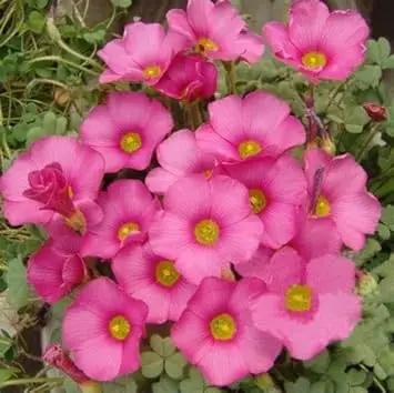 Pink Carpet Oxalis Flower Seeds for Planting - NON GMO Seeds Dhara Seeds