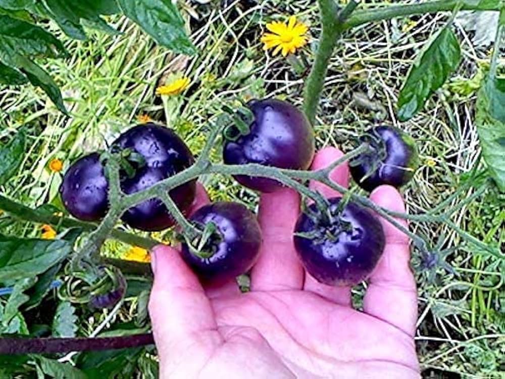 Blue Berries Tomato Seeds – Unique, Sweet Blue Tomatoes for Your Garden