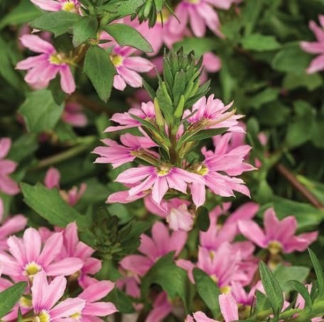 Pink Scaevola Flower - Heirloom, Non - Gmo Seeds