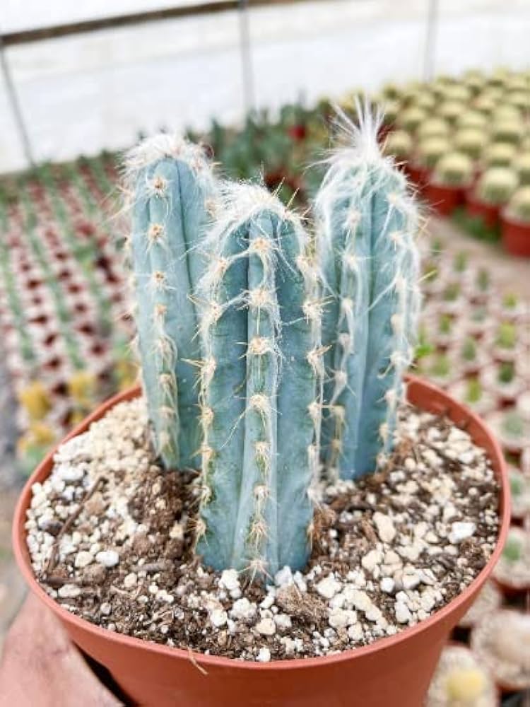 Blue Cactus Cereus peruvianus succulent seeds for planting in indoor pots and home garden decor