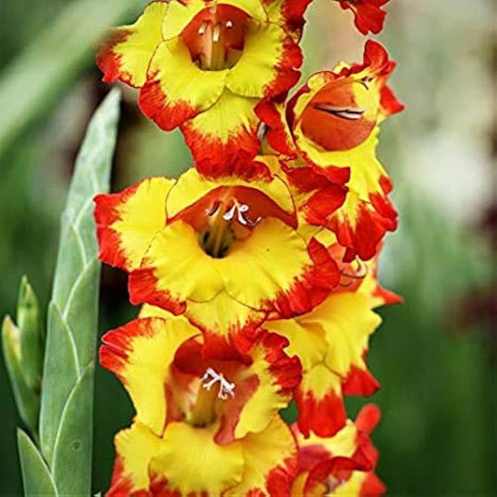 Organic Yellow Red Gladiolus Flower Seeds for Planting – Heirloom, Non-GMO Perennial Blooms