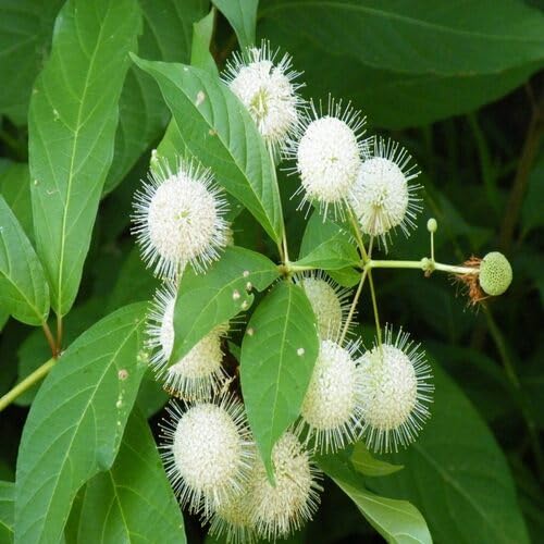 White Buttonbush Cephalanthus Flower - Heirloom, Non - Gmo Seeds