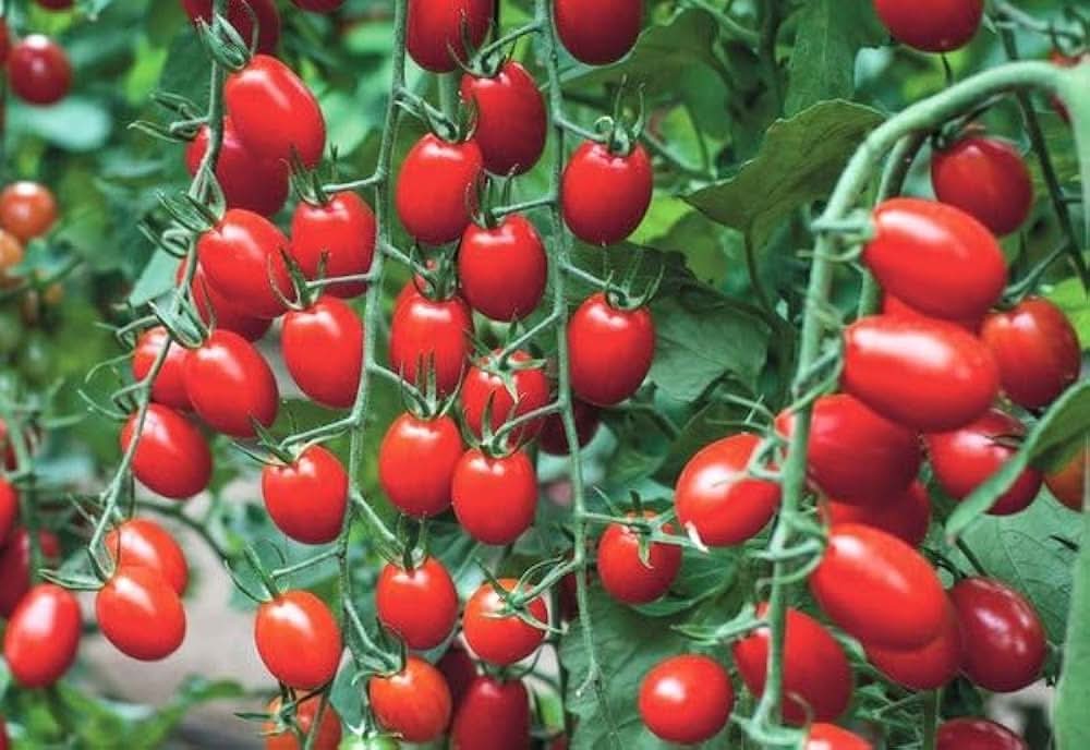 Tree Tomato Climbing Variety Red Fruit Seeds