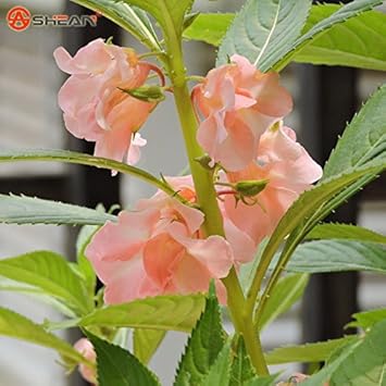 Purple Balsam Flower - Heirloom, Non - Gmo Seeds