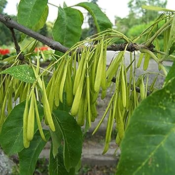 Green Ash Kernels Heirloom Non Gmo Image