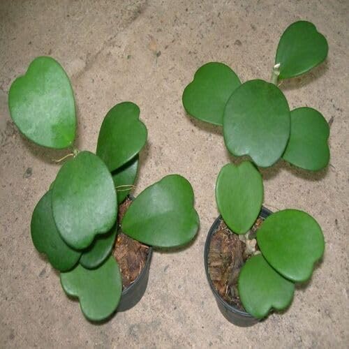 Green Hoya Kerrii - Heirloom, Non - Gmo Seeds