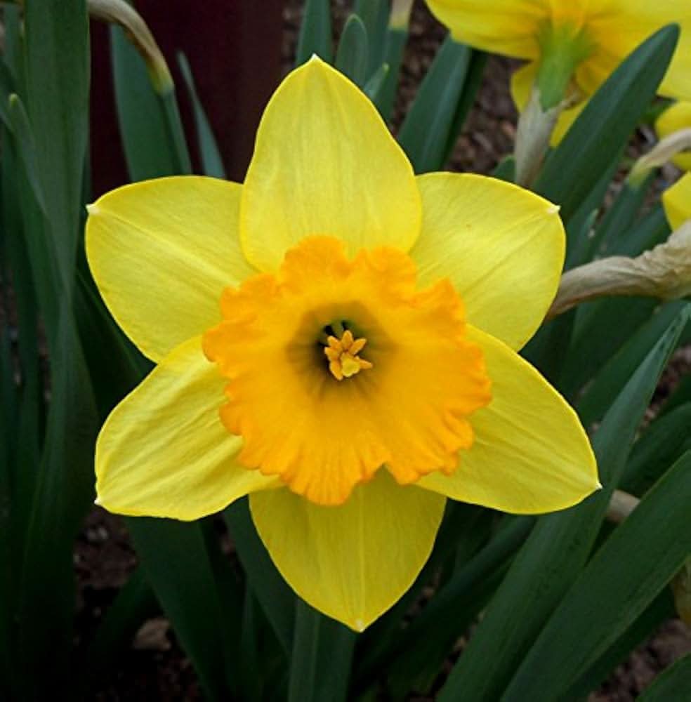 Daffodil Narcissus Pseudonarcissus Flower Seeds for Planting in Home Garden and Spring Borders