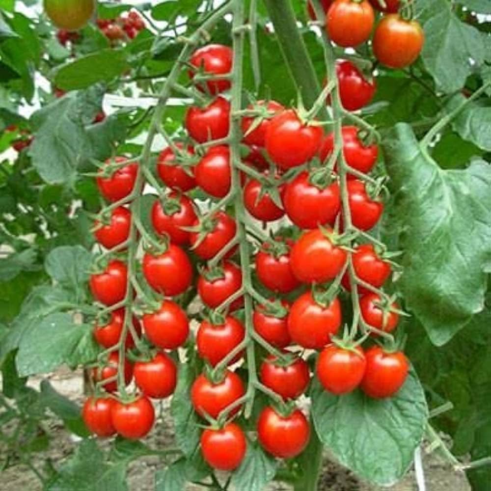 Cherry Tomato Solanum Lycopersicum vegetable seeds for planting in kitchen garden containers and indoor pots