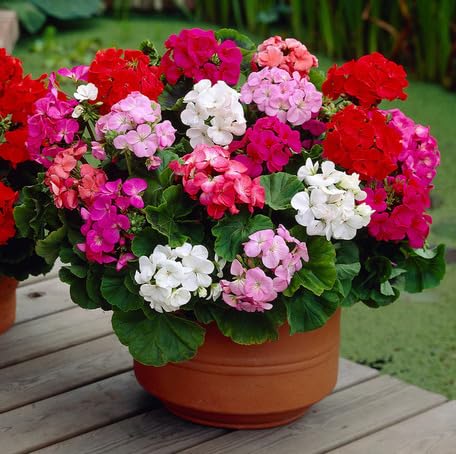 Mixed Geranium Flower - Heirloom, Non - Gmo Seeds
