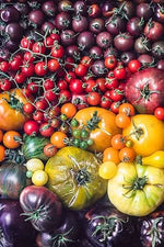 Multi-color tomato Solanum lycopersicum seeds for planting in home garden