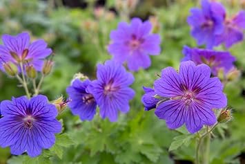 Yellow Geranium Heirloom Non-GMO Seeds for Planting for planting in your garden.