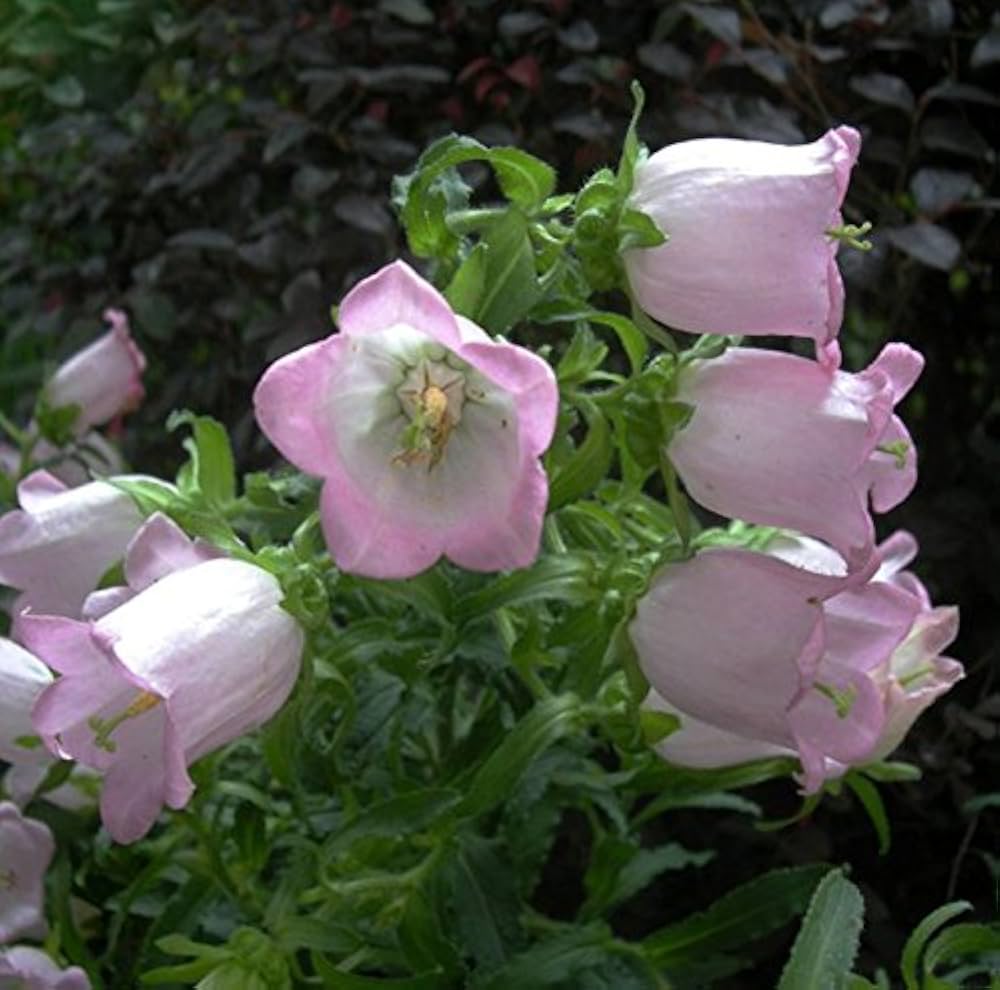 Bellflower Campanula medium flower seeds for planting in home garden borders and containers