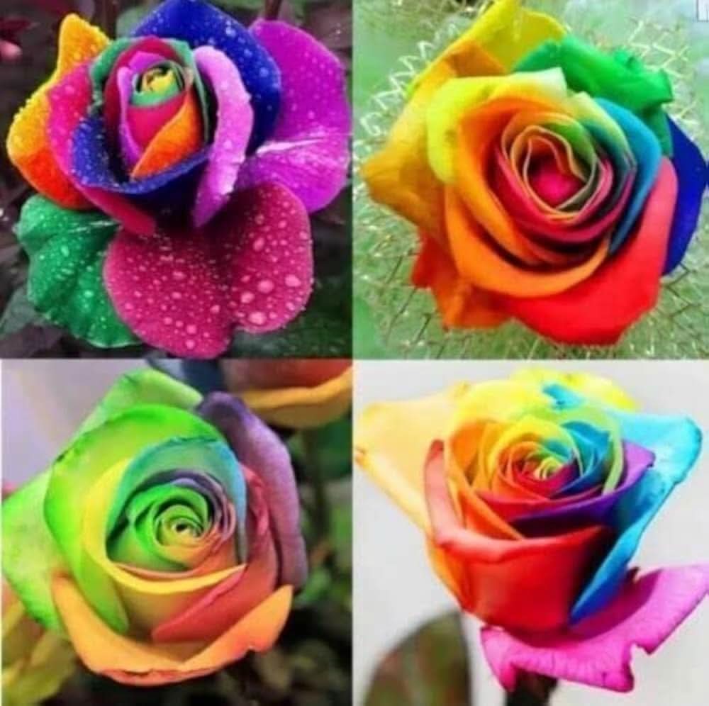 Rainbow Rose multicolor Flower Seeds for Planting in decorative home gardens