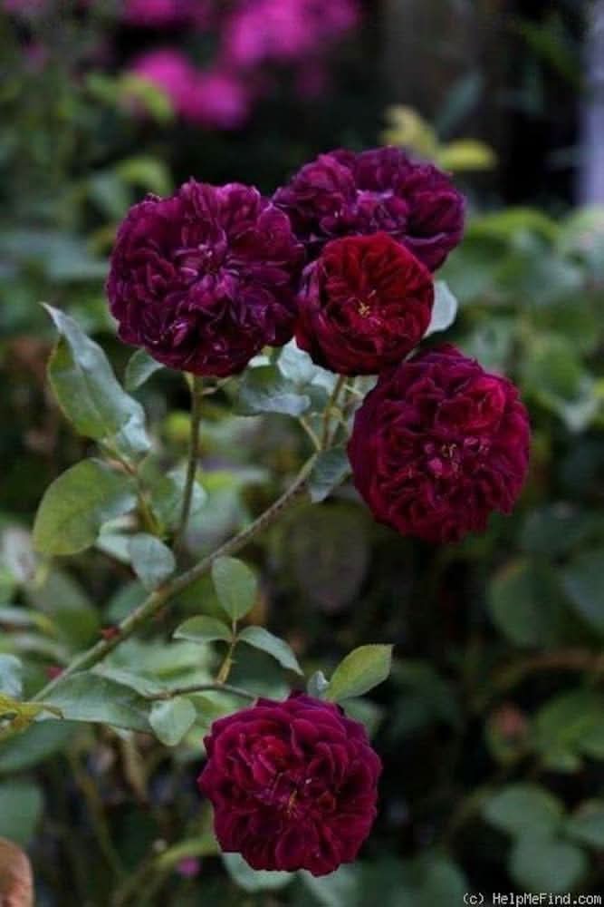 Rose Tree Rosa indica Purple Pink Flowering tree Seeds for home garden and outdoor planting