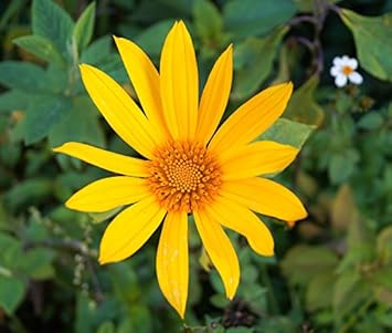 Yellow Diversifolia Flower Seeds for Planting - 100 pcs for planting in your garden.