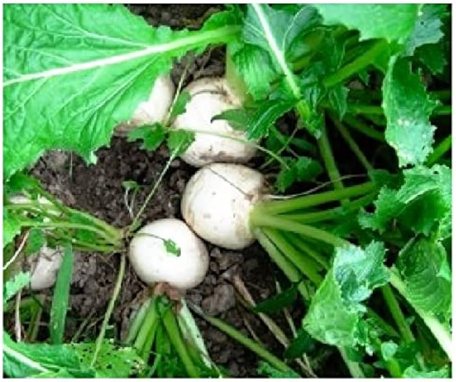 Turnip Brassica Rapa Seven Top Vegetable Seeds for Planting – Heirloom Leafy Variety for Kitchen Garden and Greens Harvest