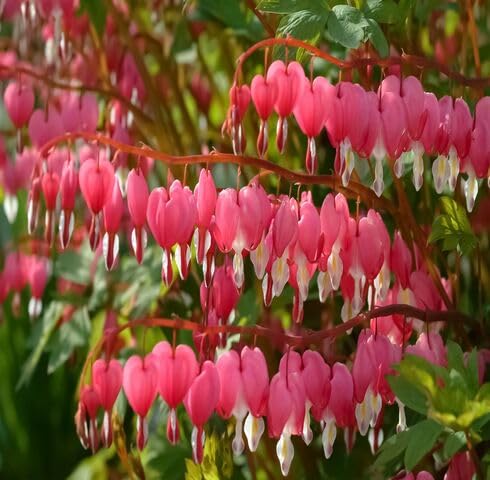 Red Dicentra Flower - Heirloom, Non - Gmo Seeds
