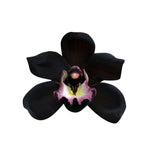 Black Duck Orchid Seeds Native Black Coral Pea