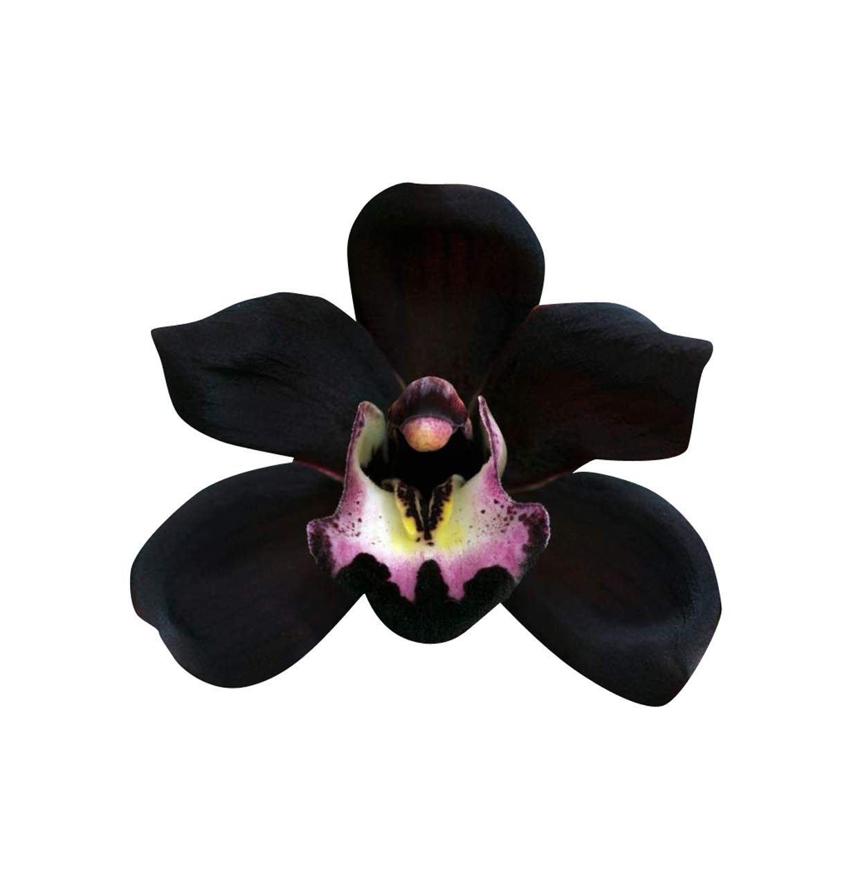 Black Duck Orchid Seeds Native Black Coral Pea