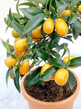 Orange kumquat fruit tree seeds