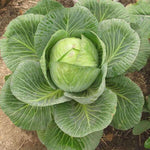 Brassica oleracea mix grown from seeds with assorted colorful leafy vegetables and ornamental value