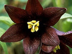 Chocolate Lilly Flower Seeds for Planting - 100 seeds for planting in home garden