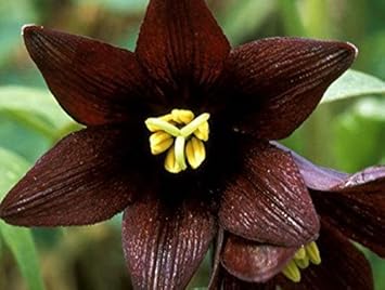 Chocolate Lilly Flower Seeds for Planting - 100 seeds for planting in home garden